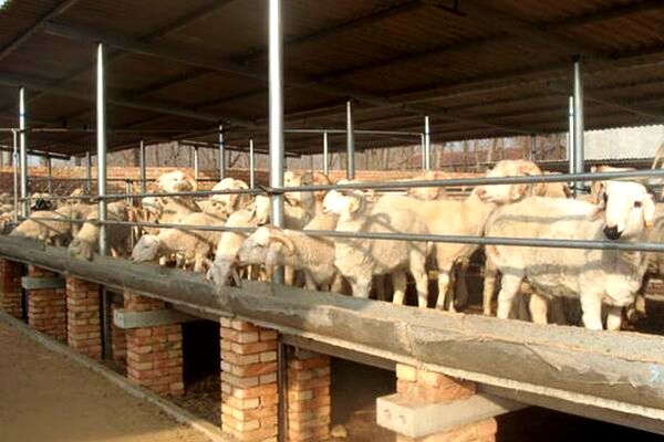 養殖場通風降溫 養殖場通風降溫